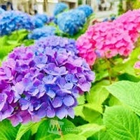 画像302